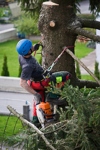 How Our Tree Care Process Works  in  Hawthorne, FL